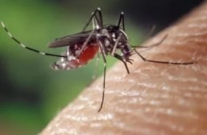zanzare coronavirus