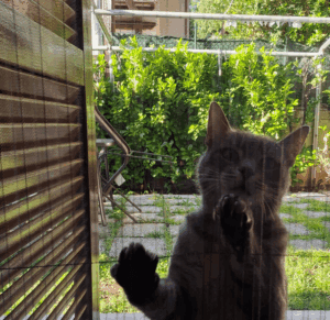 zanzariere per gatti