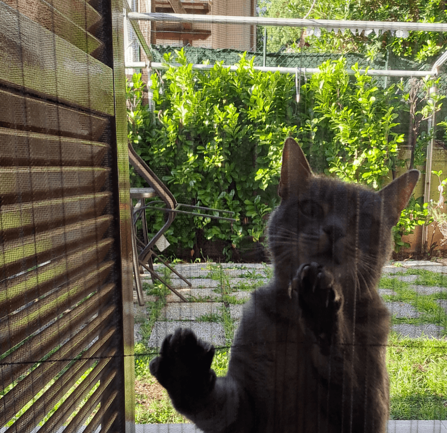 zanzariere per gatti